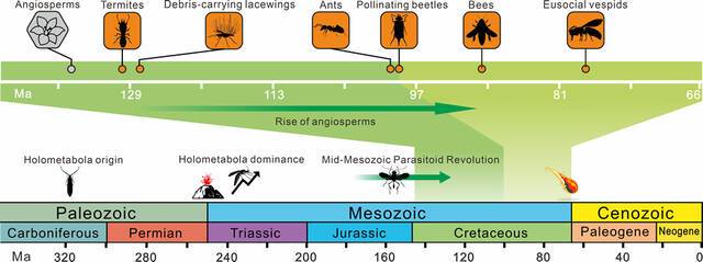昆虫关键生态行为的演化历史