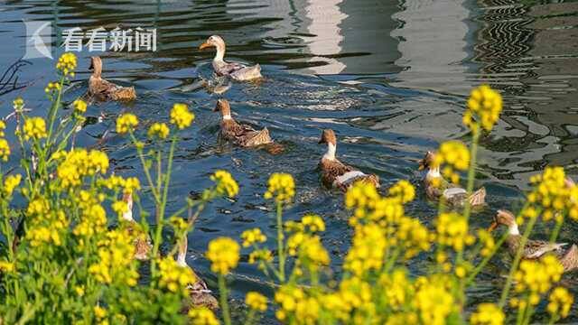 最美国道，只此青绿！“3·18青浦旅游日”免票特惠致敬“大白”