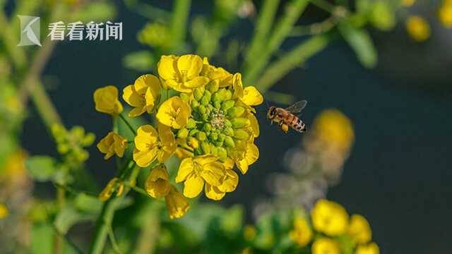 最美国道，只此青绿！“3·18青浦旅游日”免票特惠致敬“大白”