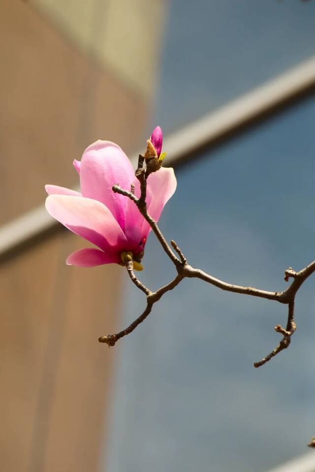 好春光，胜过梦一场  图说温医