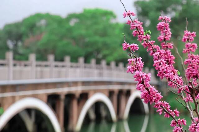 好春光，胜过梦一场  图说温医