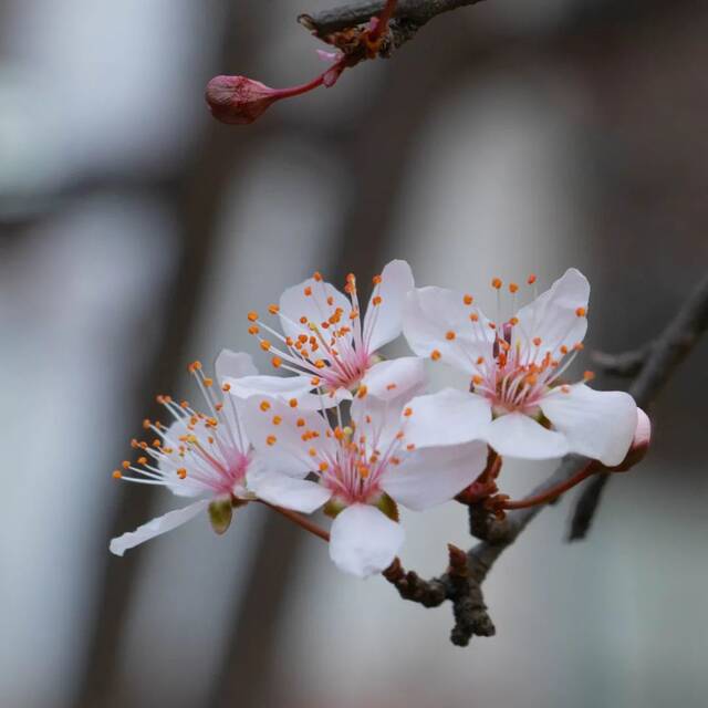 好春光，胜过梦一场  图说温医