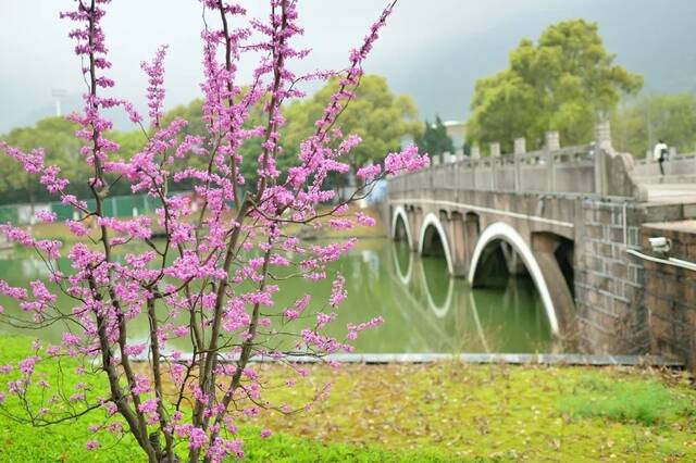 好春光，胜过梦一场  图说温医