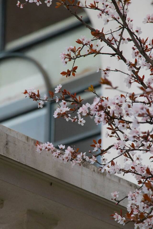 好春光，胜过梦一场  图说温医