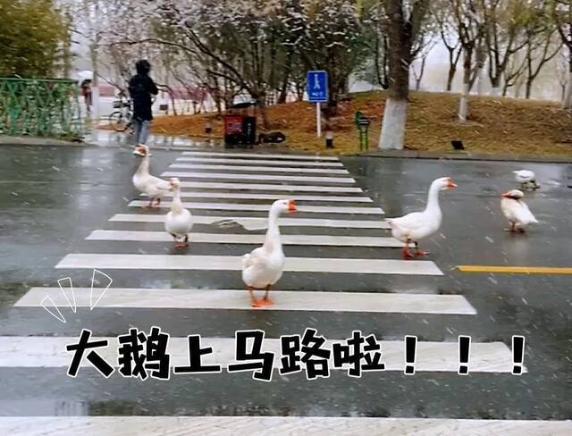 下雪！北湖大鹅集体跑路了？