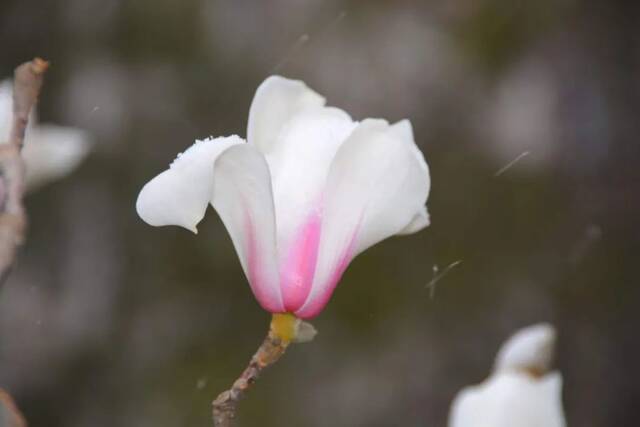 桃花娇嫩托着花瓣中的雪花在微风中轻轻舞动