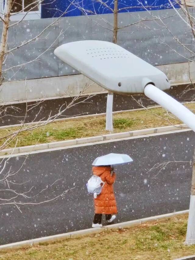 雪花飞扬春日盛景蓄势待发待阳光回暖共赴春日良辰