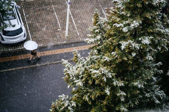 雪花飞扬春日盛景蓄势待发待阳光回暖共赴春日良辰