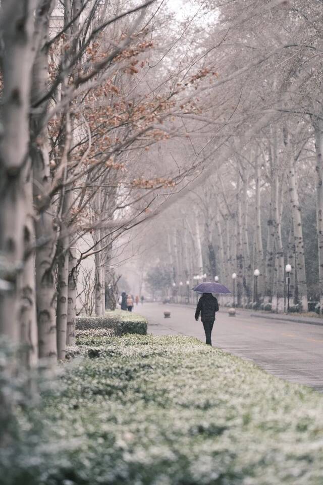 雪花飞扬春日盛景蓄势待发待阳光回暖共赴春日良辰