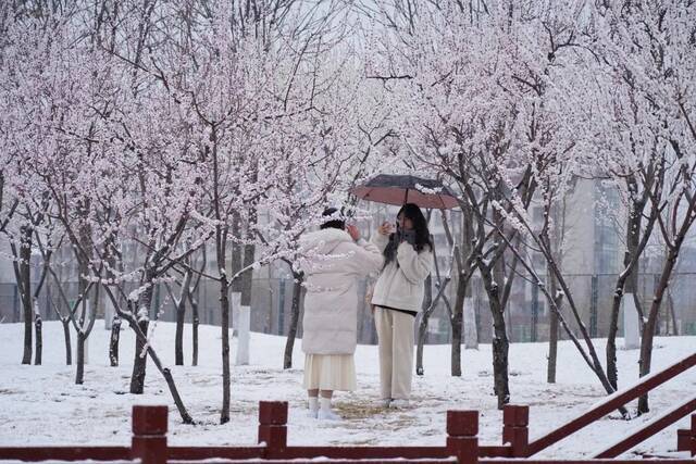 雪花飞扬春日盛景蓄势待发待阳光回暖共赴春日良辰