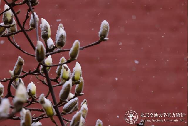 雪还在下……