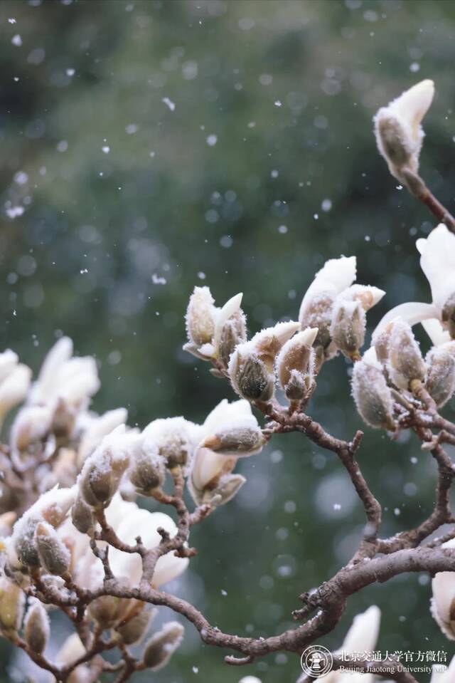 雪还在下……