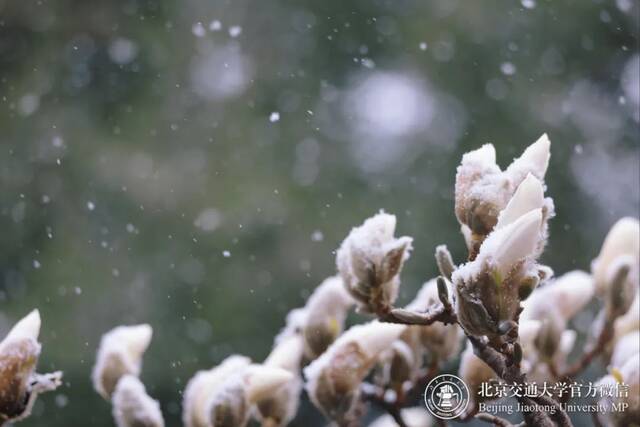 雪还在下……