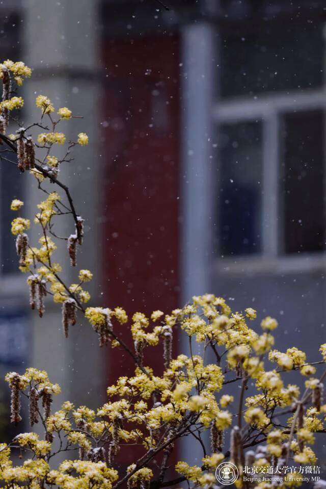 雪还在下……