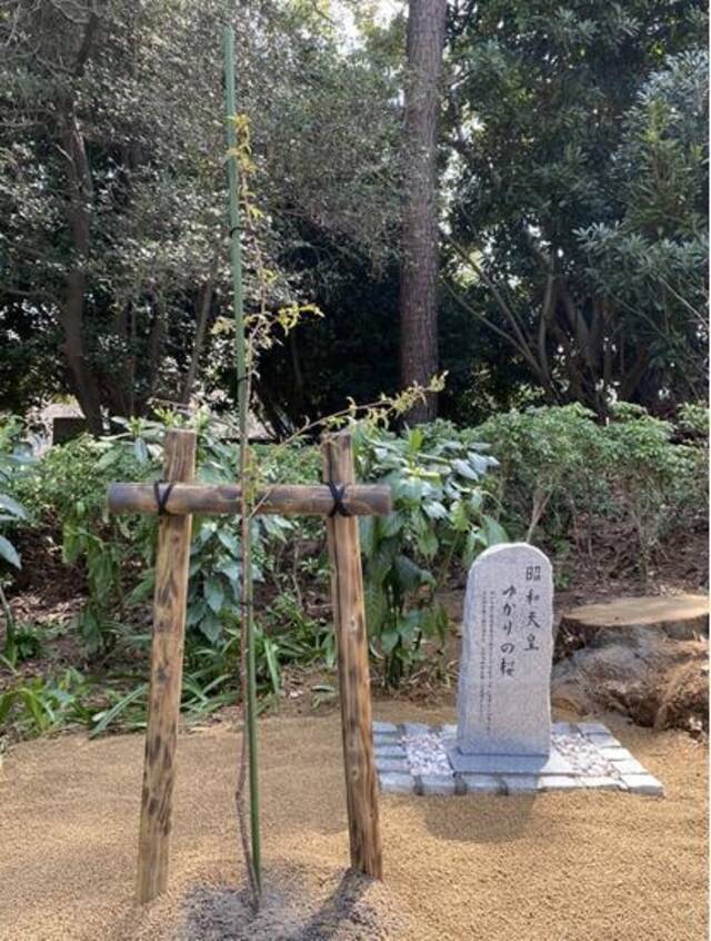 在靖国神社种下的这棵来自台湾的樱花苗木旁，有谢长廷字迹的石碑。图自台湾“中央社”