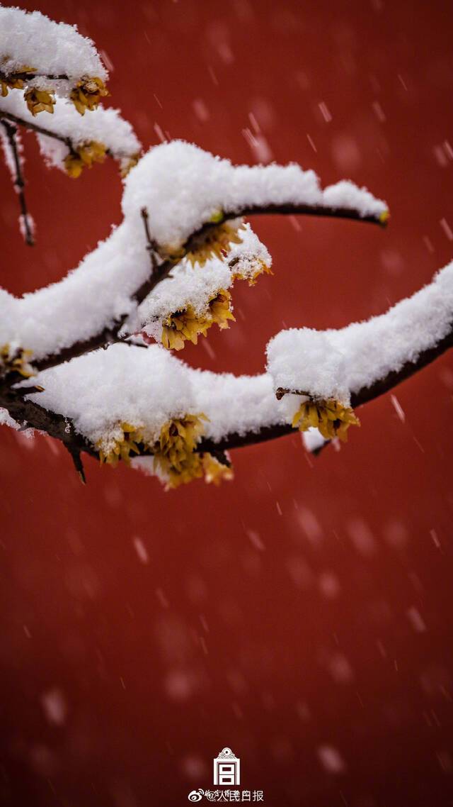 故宫红墙白雪太美了