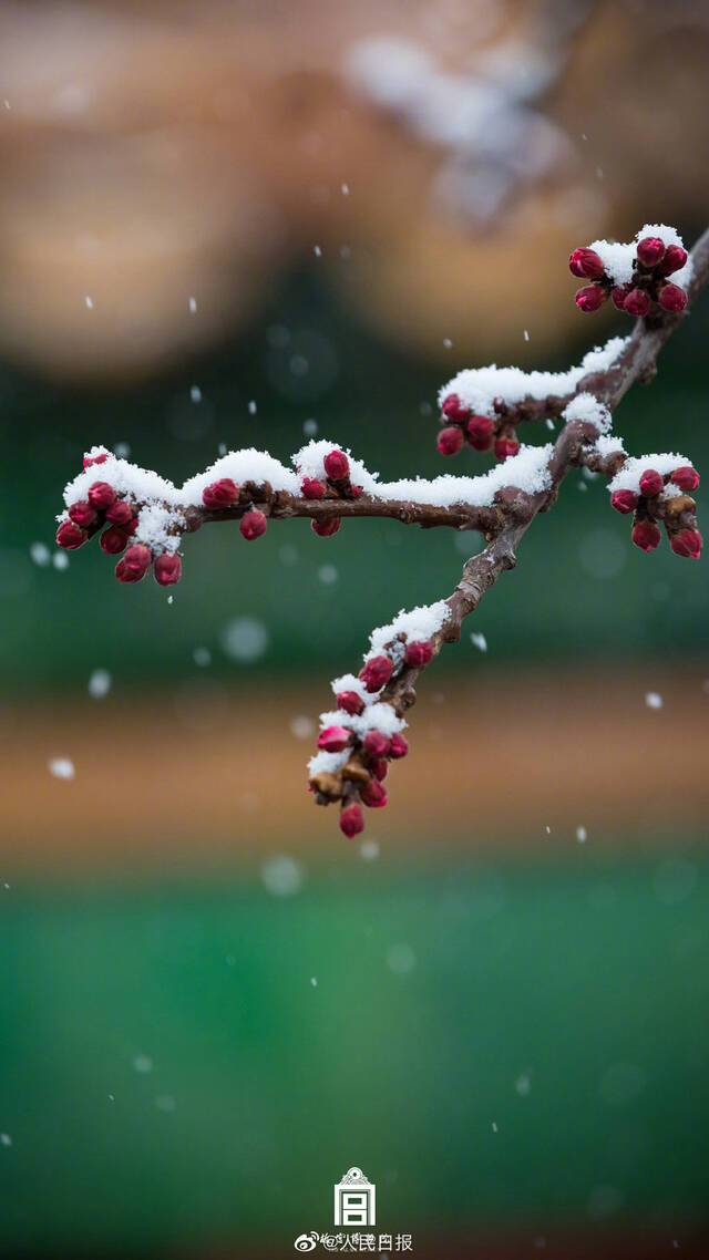 故宫红墙白雪太美了