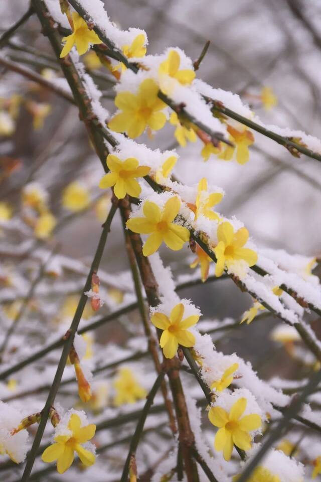 三月，北航听雪，予你情深共白头