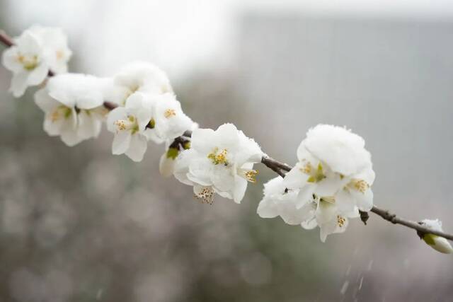 三月，北航听雪，予你情深共白头