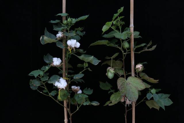 ▲棕色纤维棉花实验植株（右）与普通白色纤维棉花对比（汪念供图）
