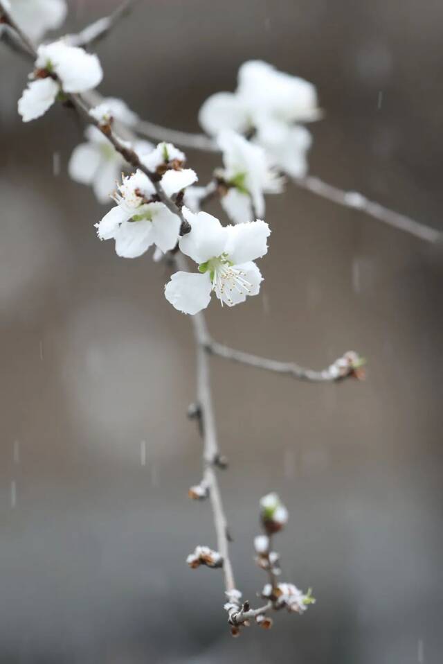 飞雪带春风