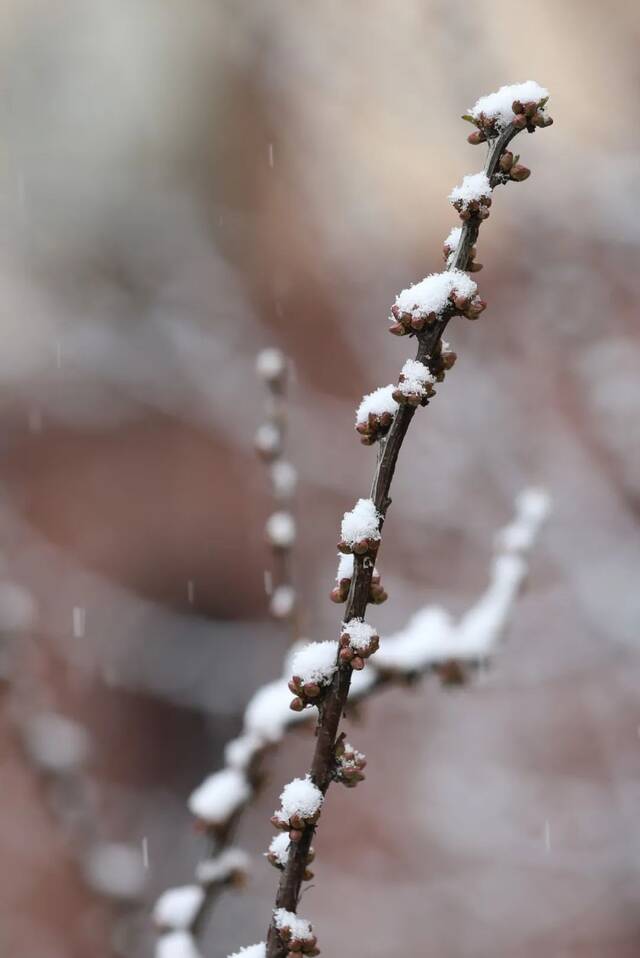 飞雪带春风