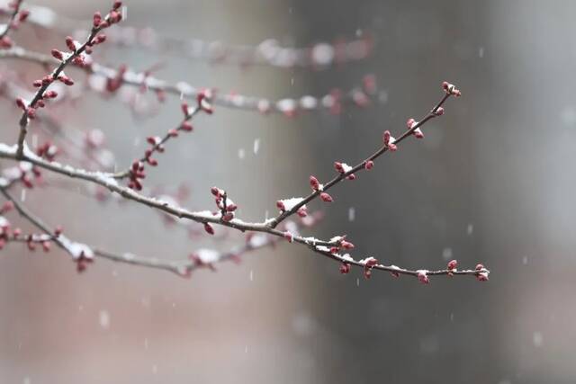 飞雪带春风