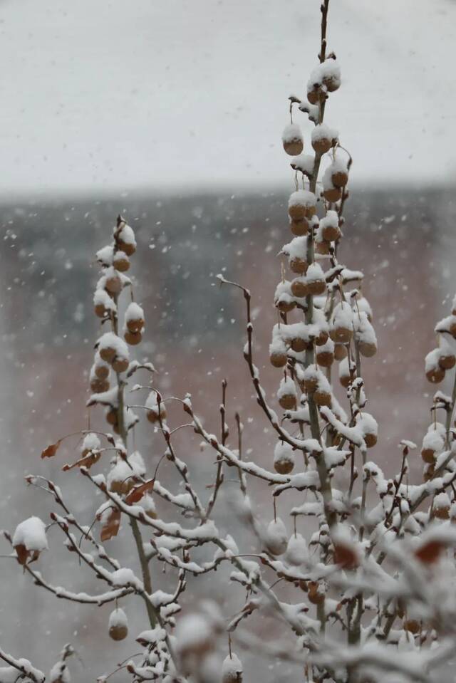 飞雪带春风