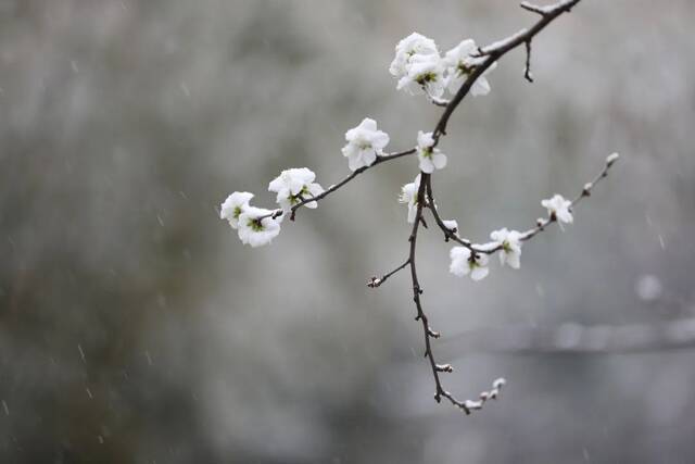 飞雪带春风