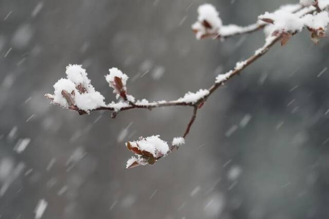 飞雪带春风