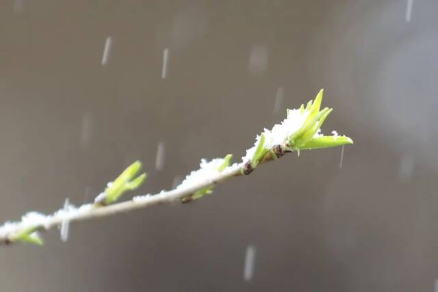 飞雪带春风