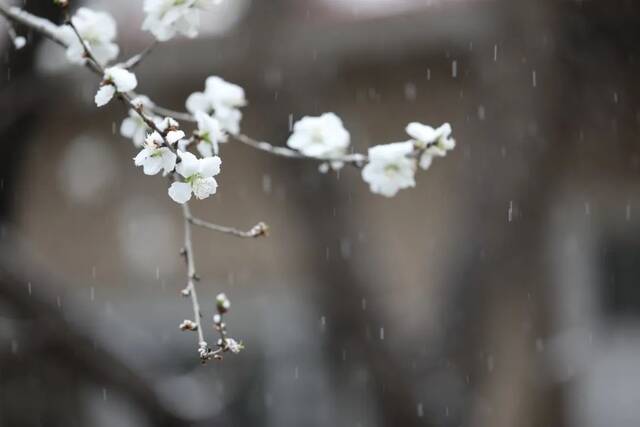 飞雪带春风