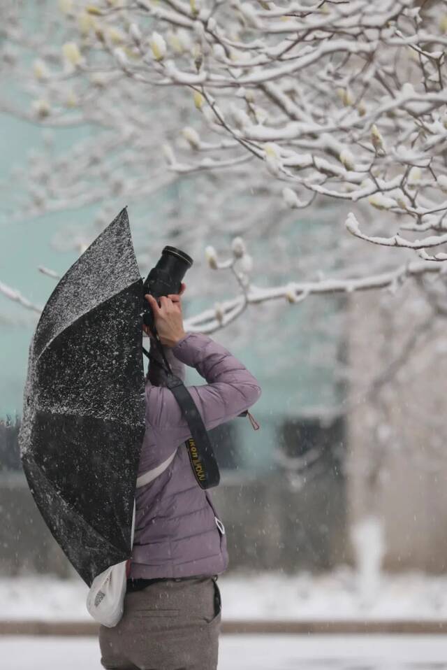 飞雪带春风