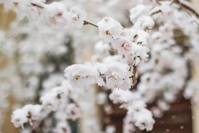 白雪却嫌春色晚，故穿庭树作飞花雪落凝成霰，银湖映影明