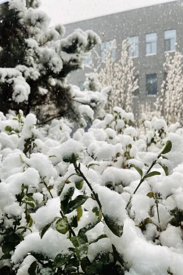 三月银雪盼春来，共赏雪中北中医的浪漫