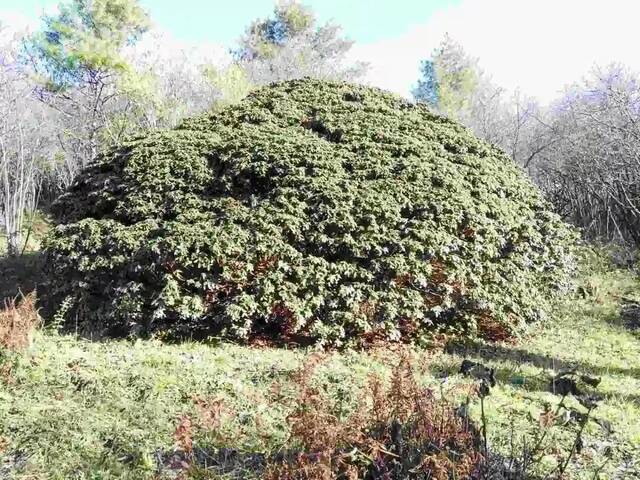 城口千年杜鹃重庆市林业局供图