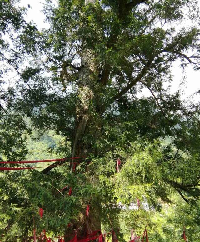 巫溪县鱼鳞乡五宋村铁坚油杉。林业局供图