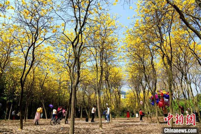 盛开的黄花风铃木吸引许多市民前来赏花。王东明摄