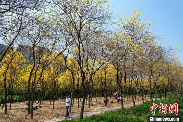 盛开的黄花风铃木吸引许多市民前来赏花。王东明摄