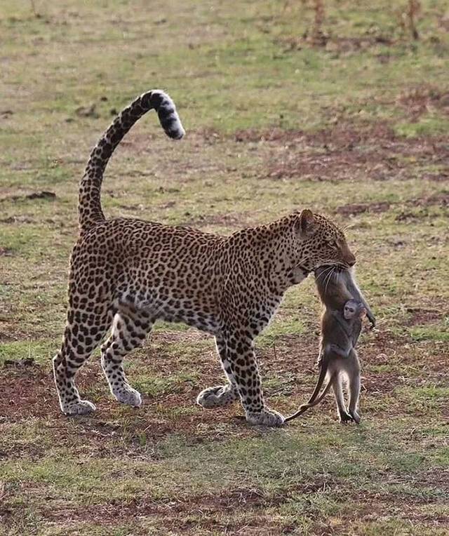 南卢安瓜国家公园母猴遭花豹猎杀咬在口中小猴子紧抱妈妈尸体不放