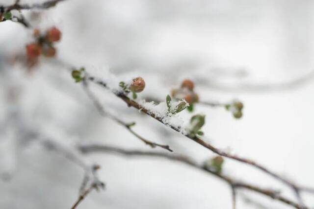 快快快！再不发雪就化了！