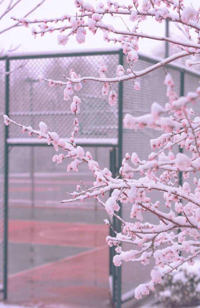 快快快！再不发雪就化了！