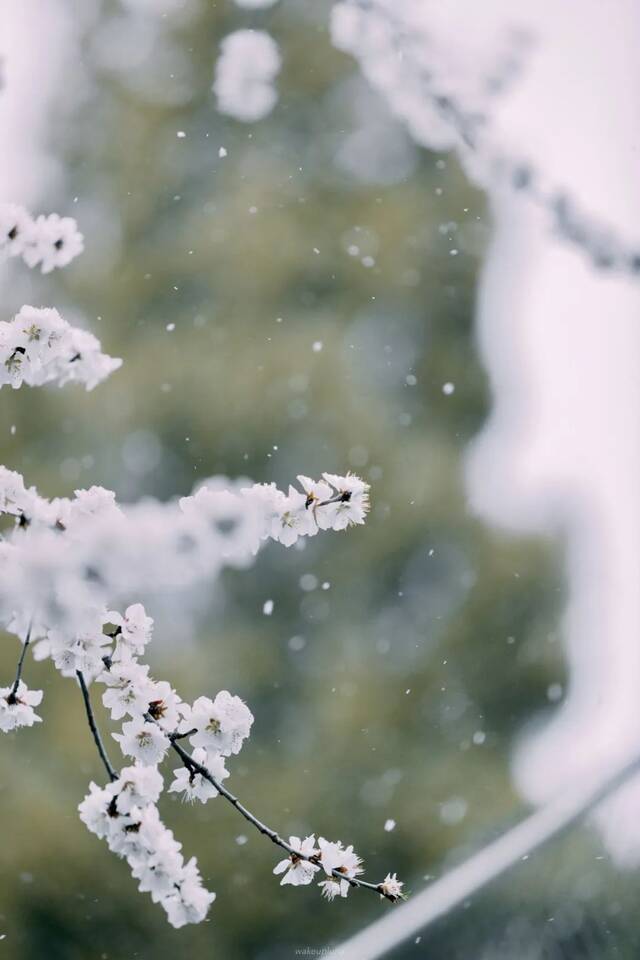 快快快！再不发雪就化了！