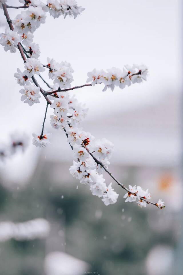 快快快！再不发雪就化了！