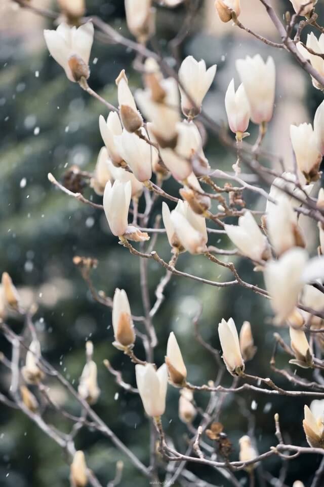 快快快！再不发雪就化了！