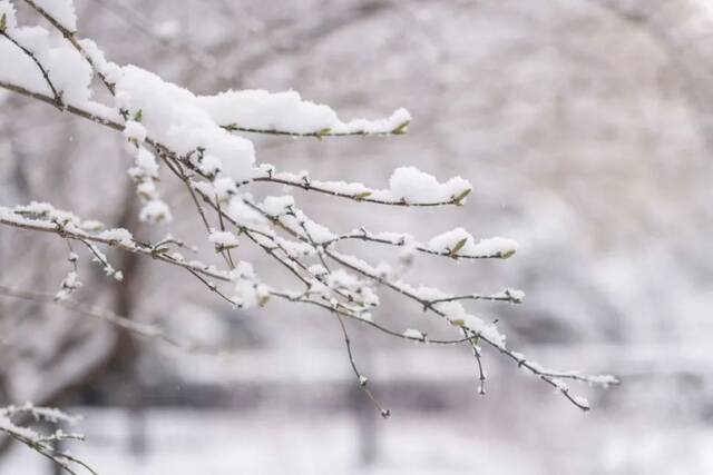 快快快！再不发雪就化了！