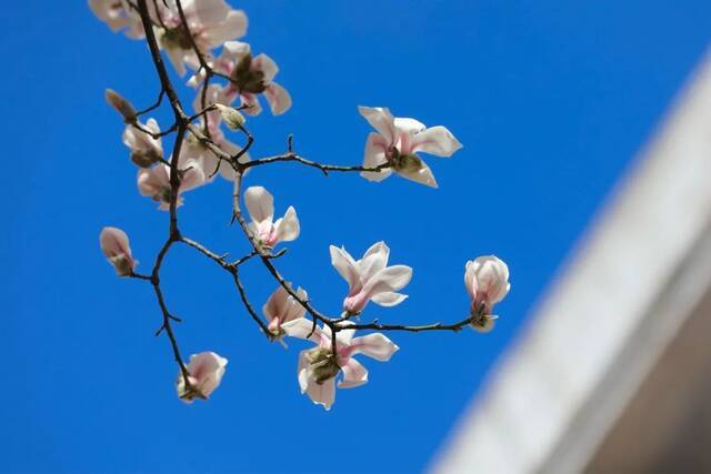 春分丨常春树梢冒绿芽