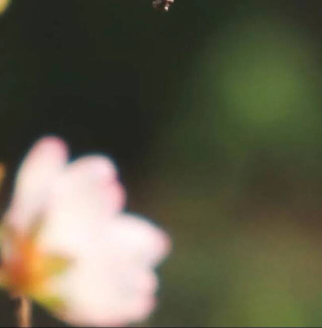 春分时节，拾春去！