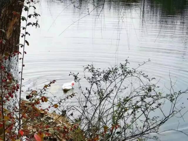 暖雨晴风皆是景，愿南大莘莘学子