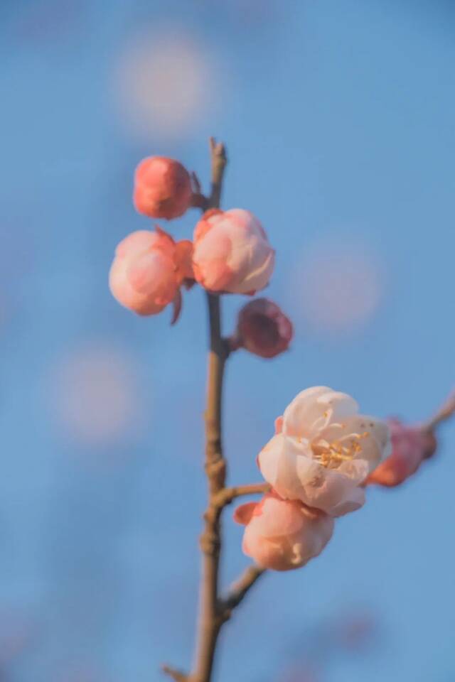 春分日  贵大春色 最是人间好颜色！